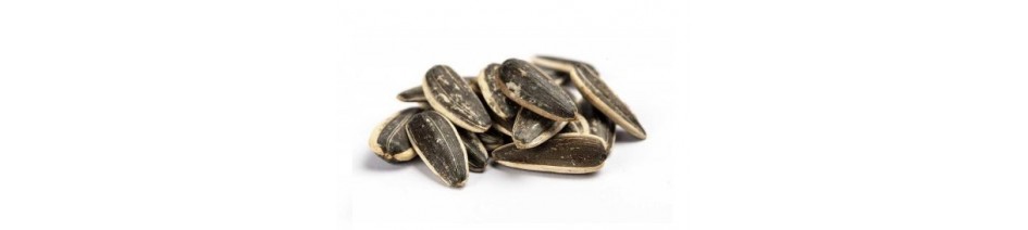Sunflower Seeds